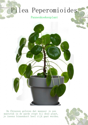 Pilea Peperomioides Pannenkoekplant Kamer En Buiten Planten 100natural 